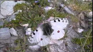 Parnassius sacerdos (Petit Apollon) m&acirc;le butinant