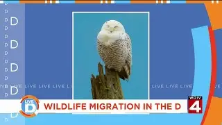 Live In the D: Wildlife migration in the D