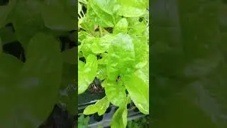 #grow your own food🌱☀️🌼#spinach#grow #nature#micro-gardens#home grown