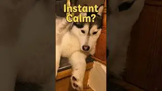 This Calm Dog Training Trick Actually Works