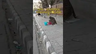 यह बोल🐕नहीं सकते लेकिन इनका प्यार सब कुछ😥कह देता है#dog #shorts #youtubeshorts #shortsfeed #trending