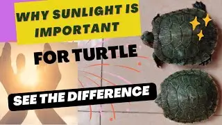 Sunlight is very much important for turtle as you see the size difference #viral #trending #turtle
