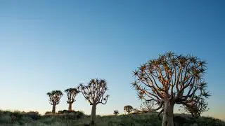 The Quiver Tree Forest, Kenhardt, Northern Cape - Timelaps