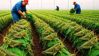 How Billions of Locusts Are Farmed, Harvested, and Eaten Every Year   Locust Processing In Factory