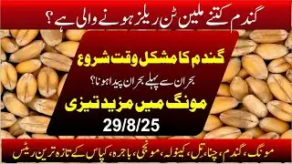 today wheat released punjab 2025 | wheat and flour costs and pressure | Moong rate today in pakistan