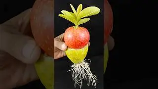 Grow apple tree in guava fruit#garden #gardening #gardenlove #gardengoals #gardendecor #gardenideas
