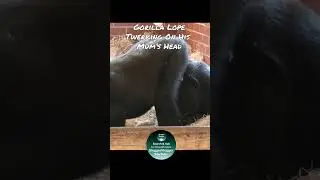 Twerking On Mum's Head Gorilla Lope #shorts
