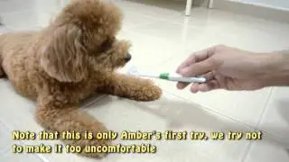 Amber Toy Poodle - Amber Tries Tropiclean Toothbrush