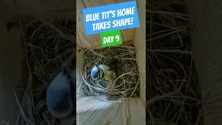 Blue Tit Nest Building Continues &ndash; Day 9 Progress!
