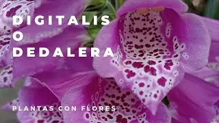PLANTAS CON FLORES: Digitalis &oacute; Dedalera.