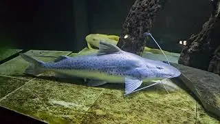 The World's Largest Catfish Species! At Ohio Fish Rescue