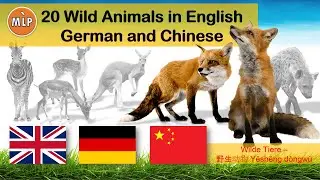 Learn English German Chinese with Multilingual Practice of 20 Wild Animals Vocabulary