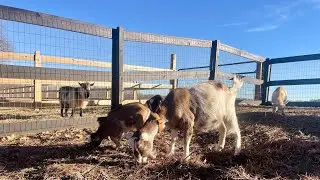 Goats in heat - how can I tell if my doe is ready to breed?