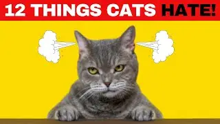 12 Things Cats HATE! 🐱🚫