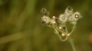 Montana - Noxious and Invasive Species: Orange Hawkweed