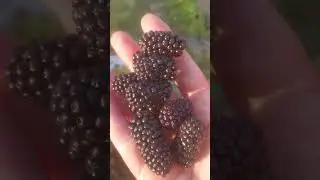 Honest Plant Review: Black Butte Blackberry
