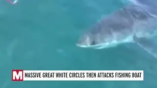 Massive great white shark filmed circling and clamping teeth on fishing boat