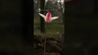 #spring #birds #flowers #trees #nature