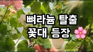 뼈라늄 탈출! 제라늄 꽃대 등장과 리갈제라늄 분갈이 기록