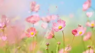 🌸🔴Beautiful Morning Relaxing Piano Music;  Romantic, Background Music, Stress Relief