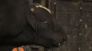 WRECK: Jason Malone hit by Cyber Cat (PBR)