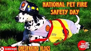 National Pet Fire Safety Day #NationalPetFireSafetyDay
