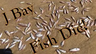J Bay - Dead Fish & Polar Bears!!