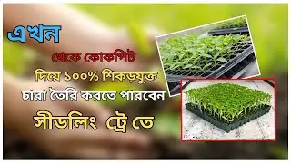 কোকোপিটে চারা করার সবচেয়ে সহজ ও কার্যকর উপায় | Cocopeat Seed Tray Planting Guide। #SeedTray