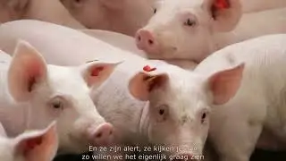 Serie Biggenvoeders Gunnewick Mengvoeders. Aflevering 4: Planning, lossen en de biggenstal in!