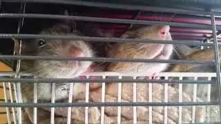 Sleepy Rats