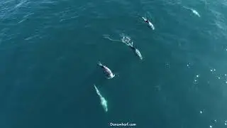 Risso's Dolphin pod