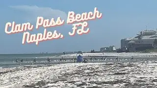 Apr&egrave;s Gulfshore: Clam Pass Beach Tour and Shore Fishing
