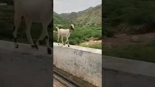 Goat does a balancing act in the Himalayas￼