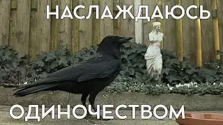 Люцик сегодня один  наслаждается обедом) #crow #ворона #наблюдение