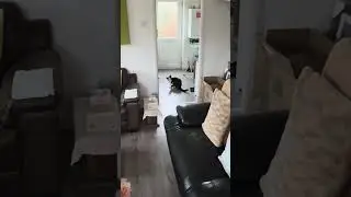 Возвращение CAT Invader!!