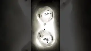 Cell division in real time under a microscope
