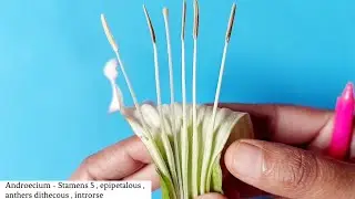 Dissection of Datura Flower | Family Solanaceae | By Jyoti Verma