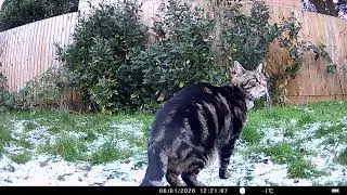Snow, Cats and Wildlife(Week 1 January 2026)