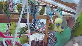 Live Budgie Parakeet Aviary Cam 12th August 2017
