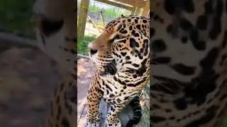 Wild Animal Nose Boops! AMAZING