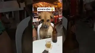 #PetComedy #funnypetvideos #MemeMaterial #nashedidog 🤣🤣🤣
