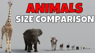 Animals Size Comparison | Blender 3D Animation | Real Scale 3D Comparison
