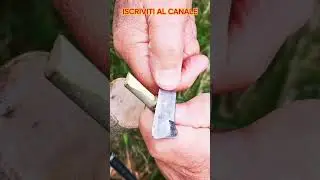 Innesto a corona di un ulivo
