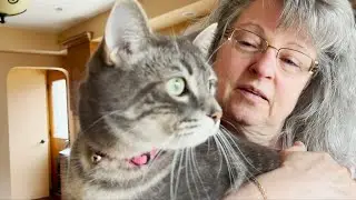 Vet shortage forces Island pet owners to drive hours in emergencies