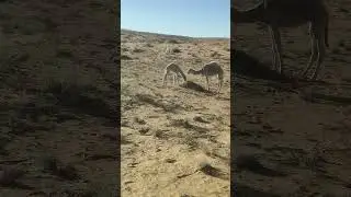 Camels Grazing in the Desert 🌵 | Peaceful Desert Life with Quran Recitation