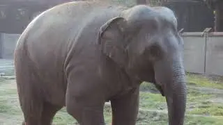 The smartest elephant Fairytale