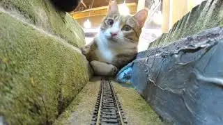 Your donation helps cover the cats' medical expenses.