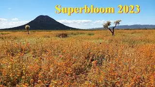 Identify Wildflowers in SECONDS! Arizona Desert 2023