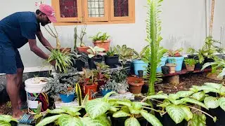 എന്റെ പ്രിയപ്പെട്ട പൂന്തോട്ടം 🪴/ Garden Vlog😍