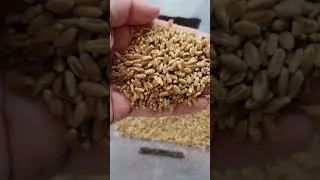 Все о твердых красных ягодах пшеницы